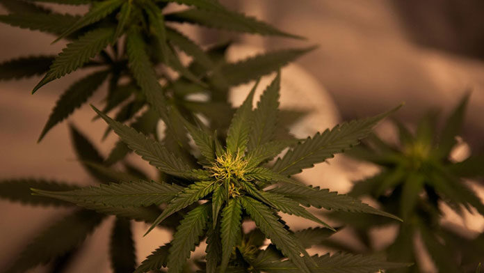 Jak stworzyć jakościową kolekcję nasion